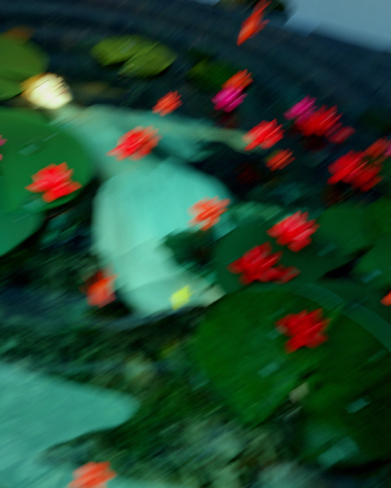 Field, from Ophelia, Reframed, a figure in a pale dress among red water lilies